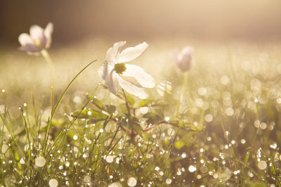 Lente-editie-stembevrijding